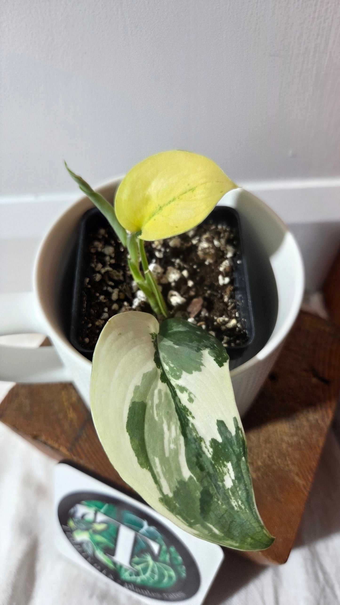 Scindapsus Silver Tattoo Variegata (SCI-1360)