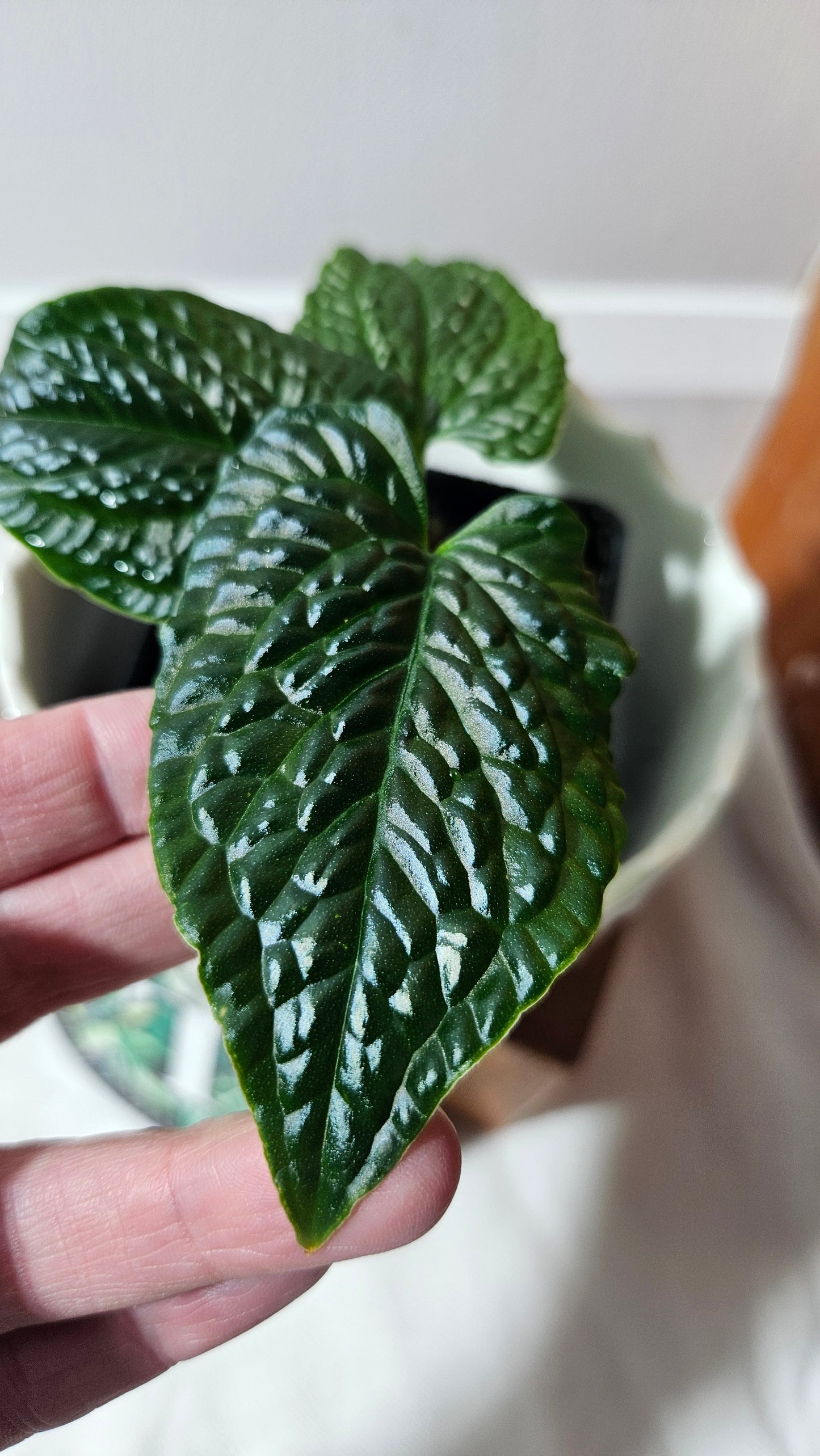 Anthurium Splendidum "format PETIT" (ANT-628)