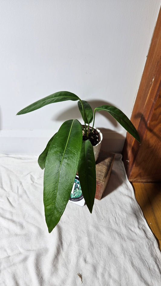 Anthurium SP Morona "format LARGE" (ANT-265)