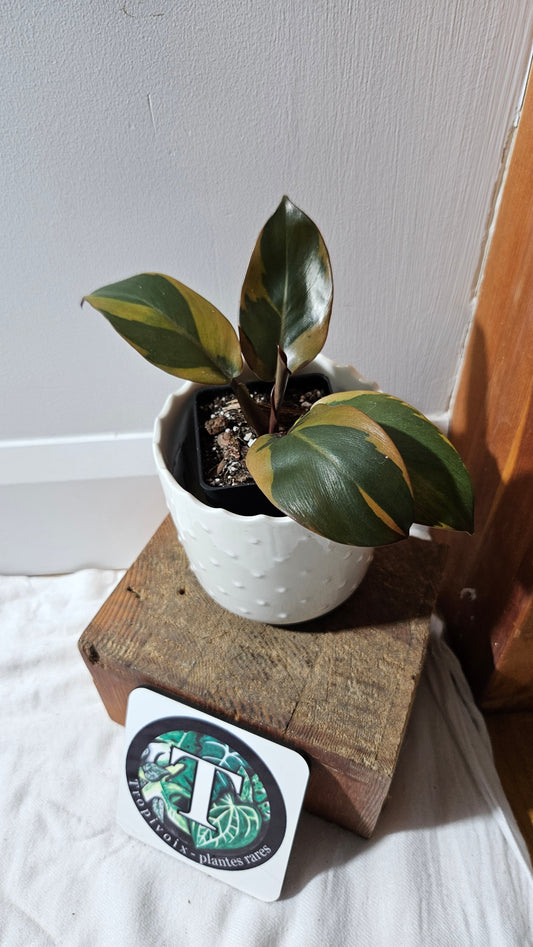 Philodendron Black Cardinal Variegata (PHI-889)