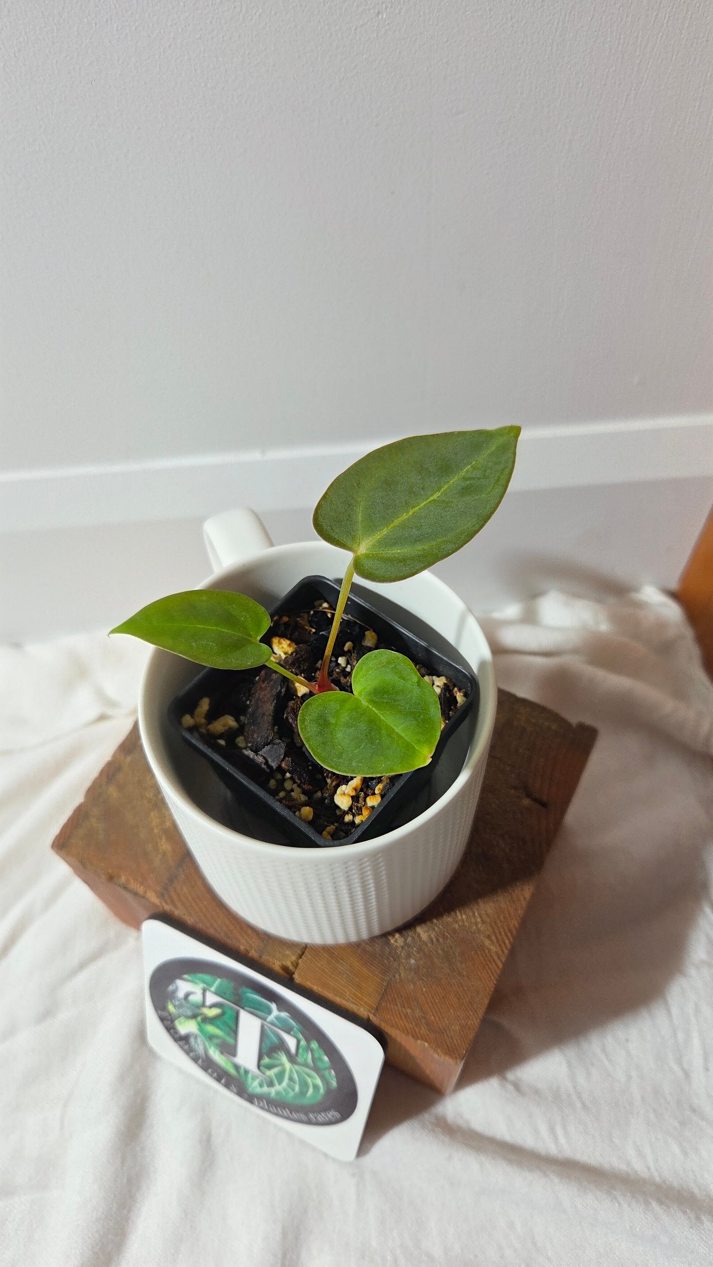 (Anthurium Hoffmanii "format PETIT" (ANT-654)