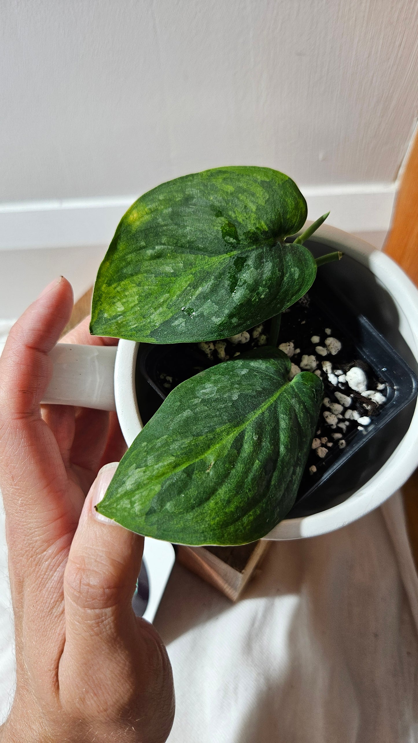 Scindapsus Green Dragon Variegata (SCI-1172)