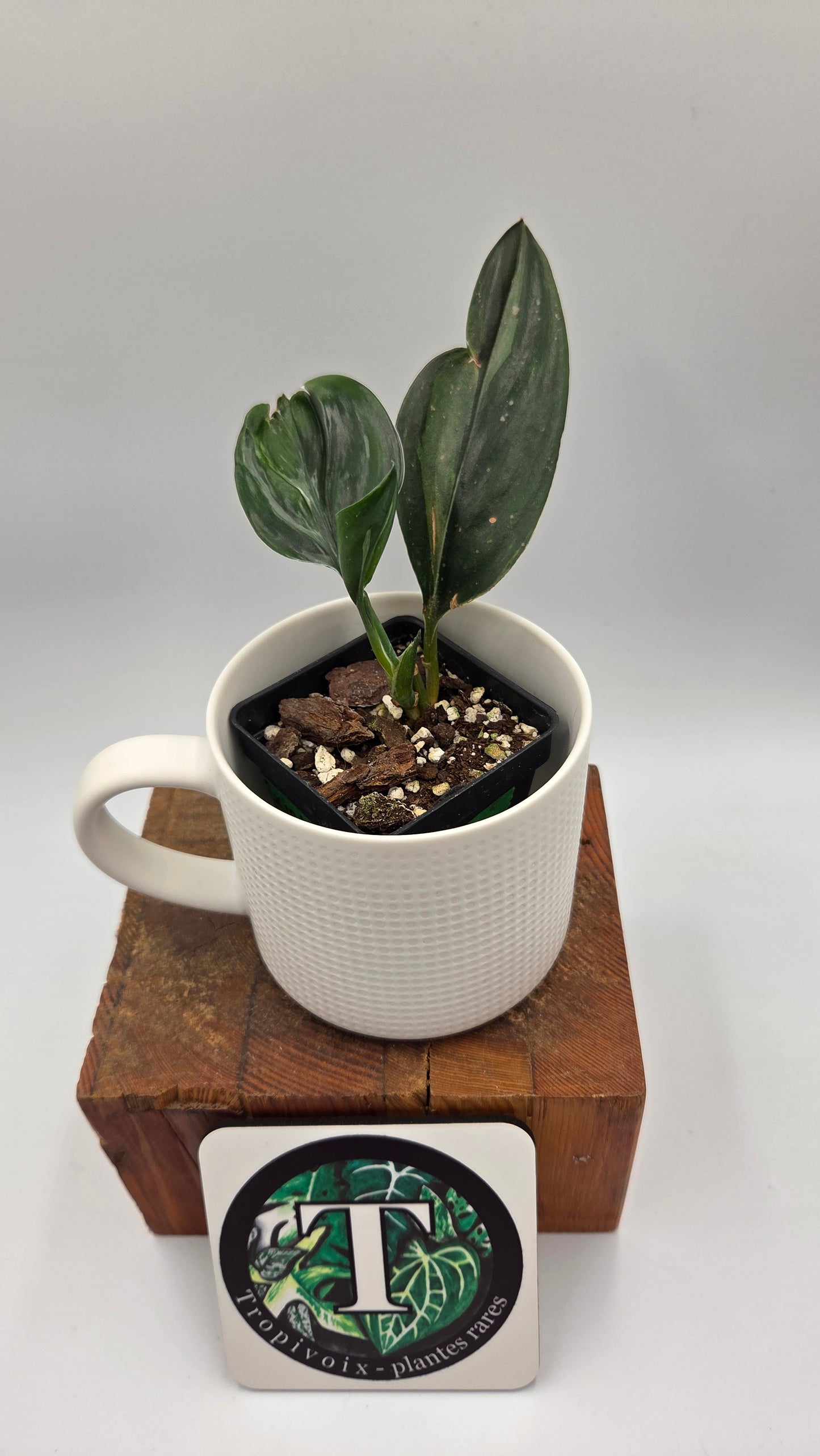 Scindapsus Treubii Dark Form silver (SCI-1011)