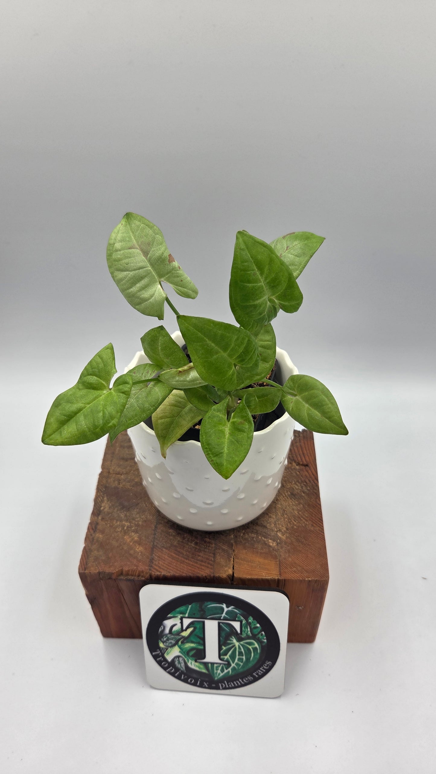 Syngonium Milk Confetti (SYN-500)