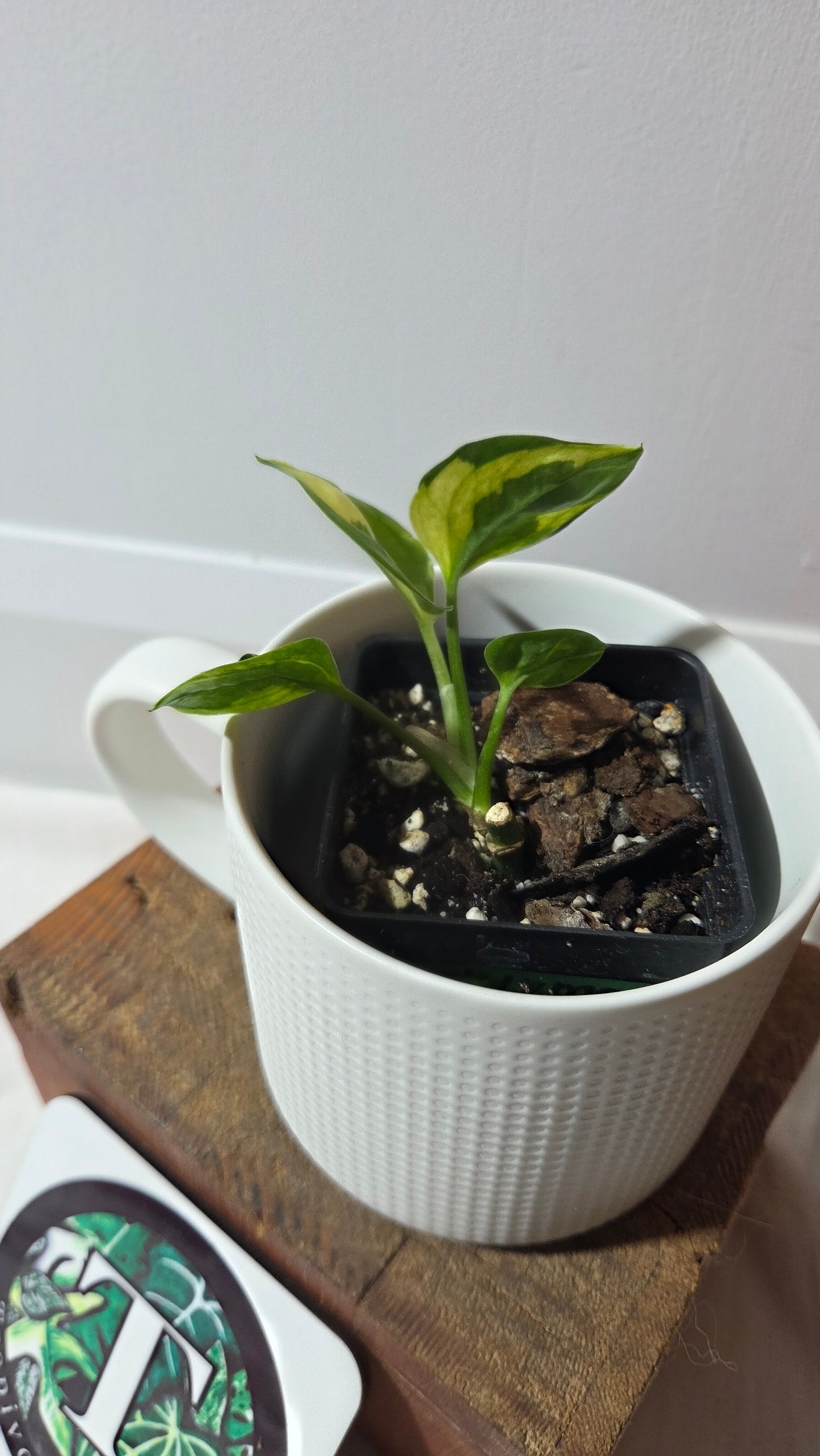 Epipremnum Lemon Meringue (EPI-228)