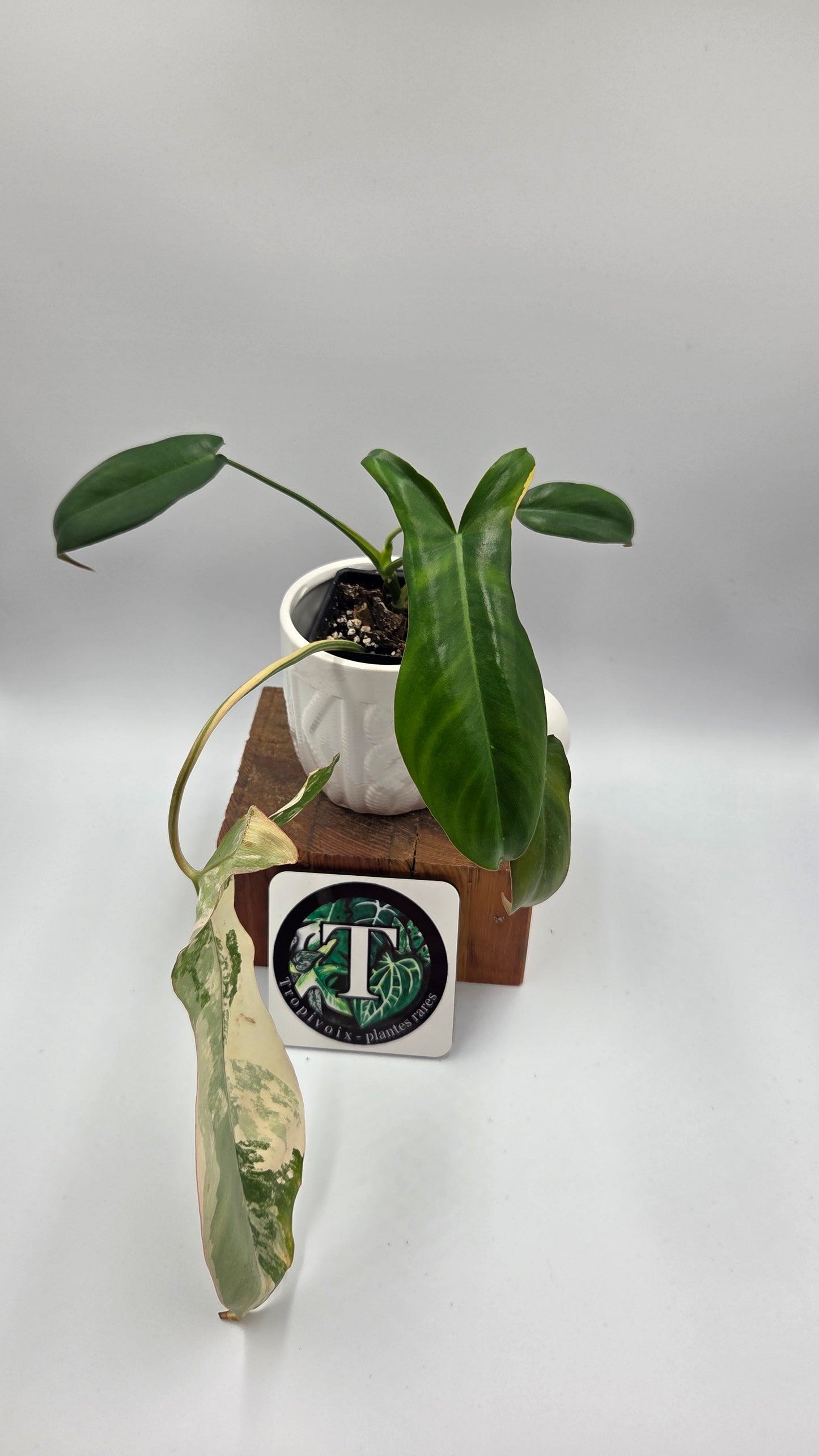 Philodendron Paradise Beauty (FloridaBeautyXParaiso Verde)(PHI-1025)