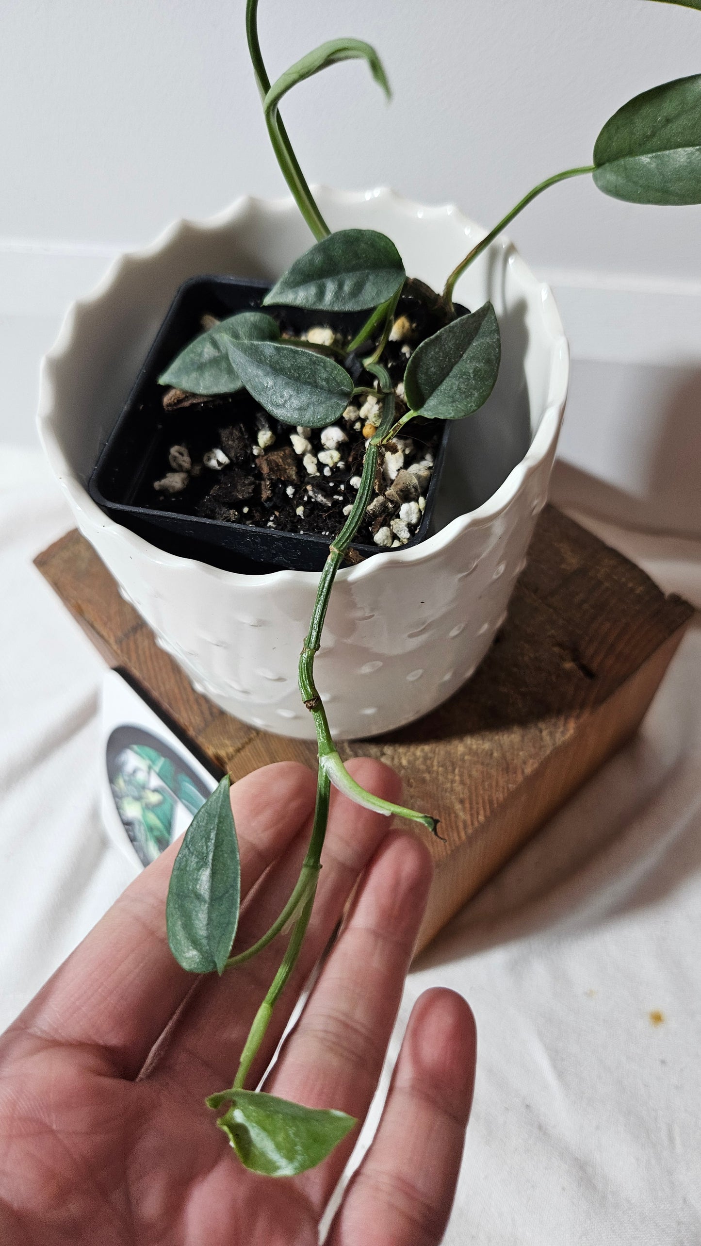 Epipremnum Cebu blue (EPI-220)