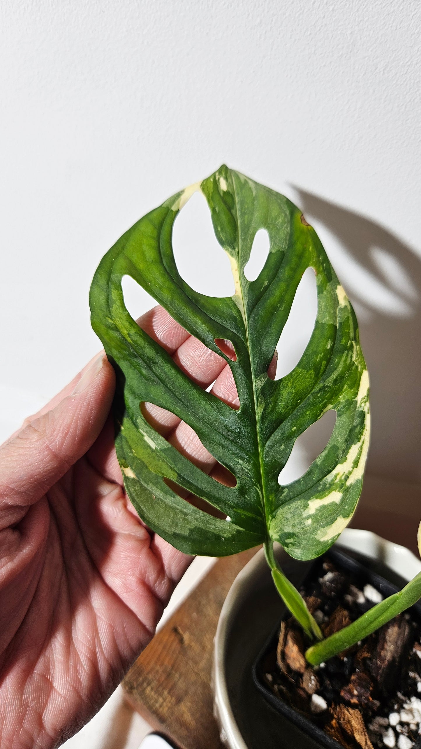 Monstera Andasonii Tricolore (MON-333)