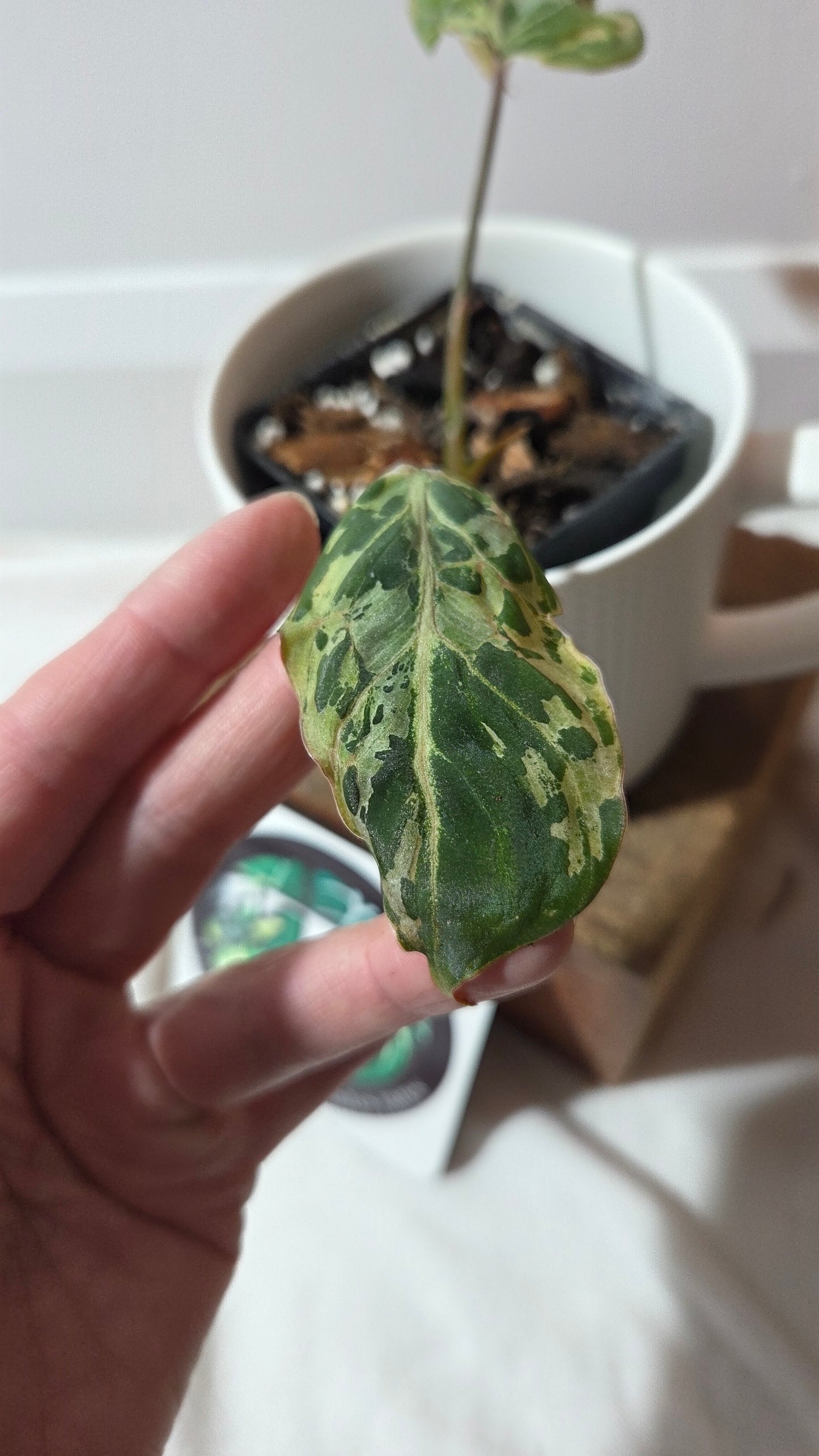 Philodendron Gloriosum "Snow leopard" (PHI-1001)