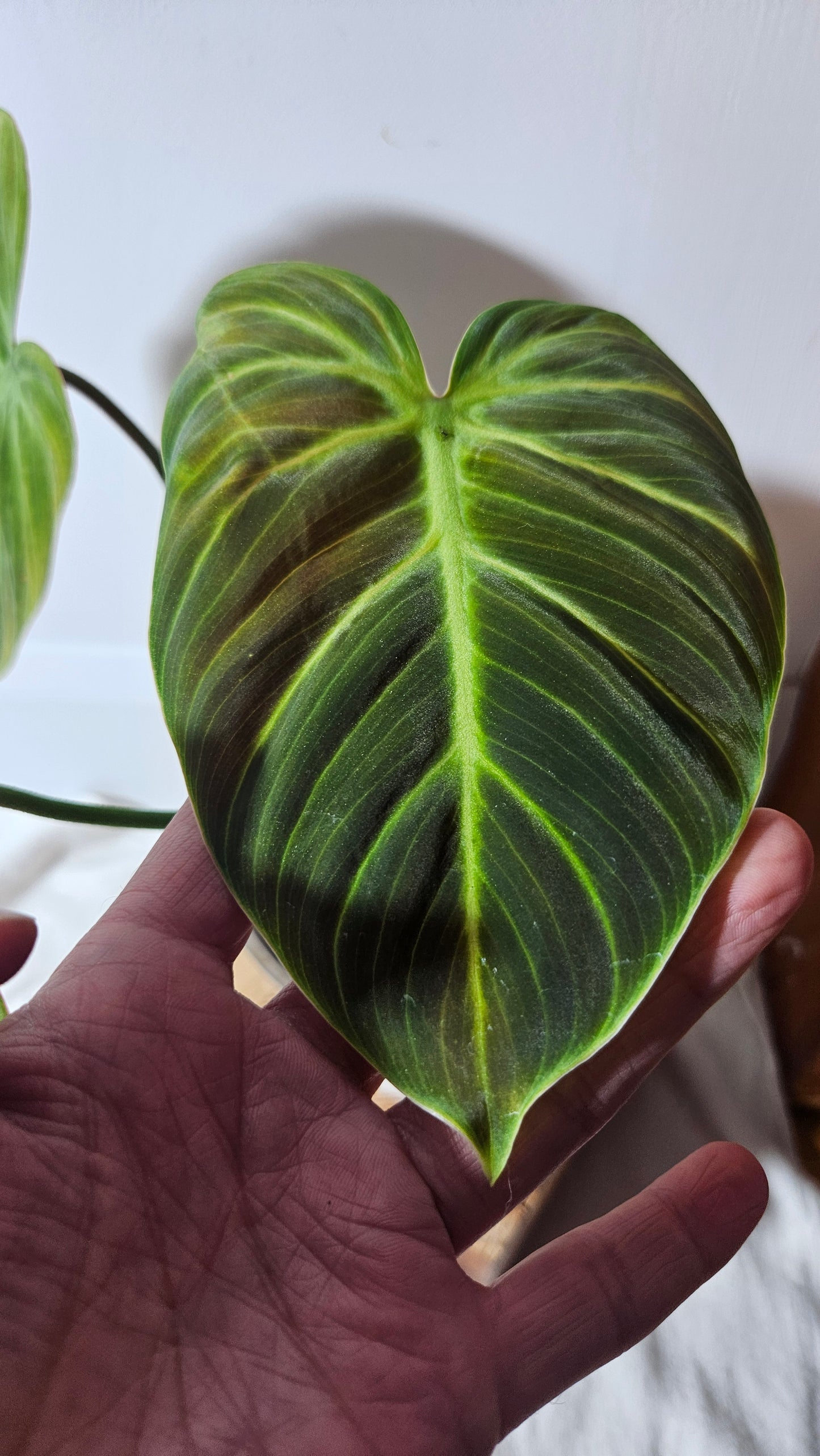 Philodendron Luxurians Choco Blood (PHI-654)