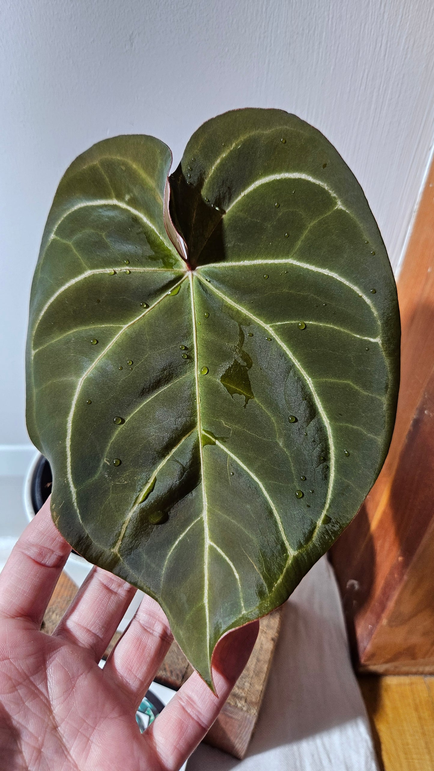 Anthurium Dressleri × Hoffmanii "format LARGE" (ANT-542)