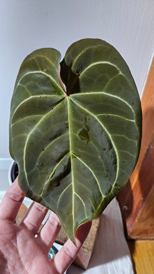 Anthurium Dressleri × Hoffmanii "format LARGE" (ANT-542)
