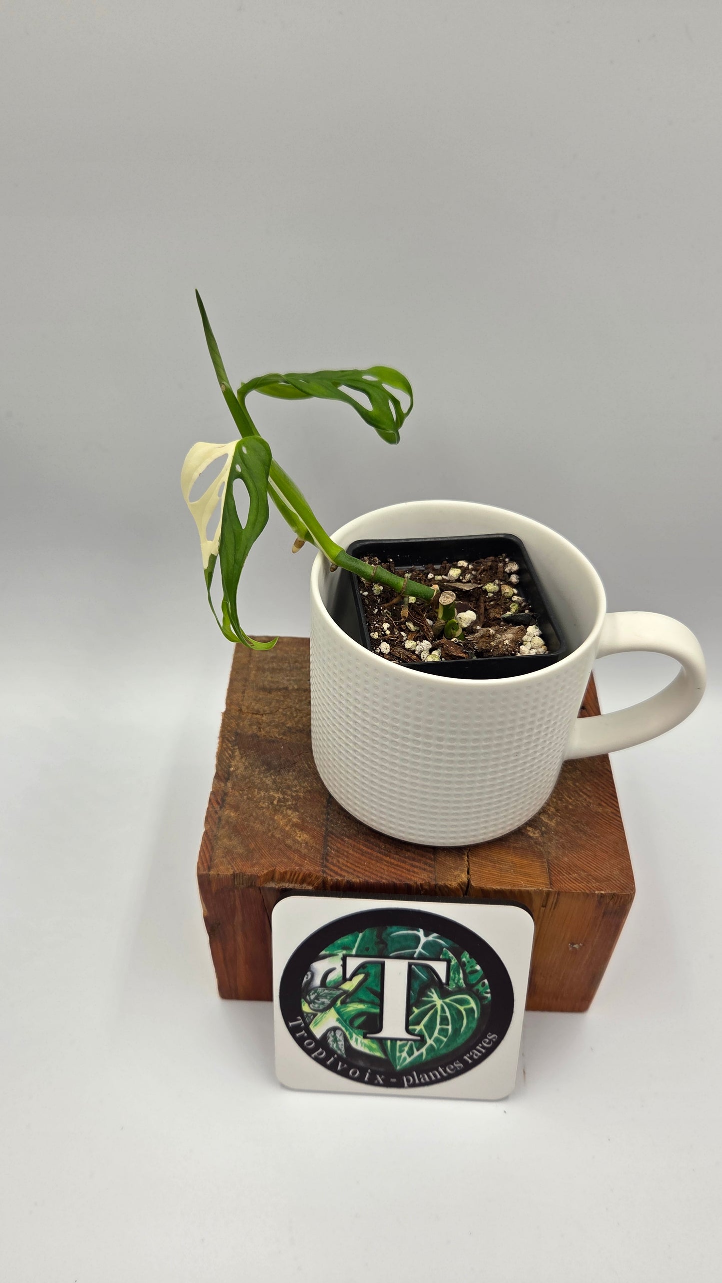 Monstera Andasonii Tricolore (MON-510)