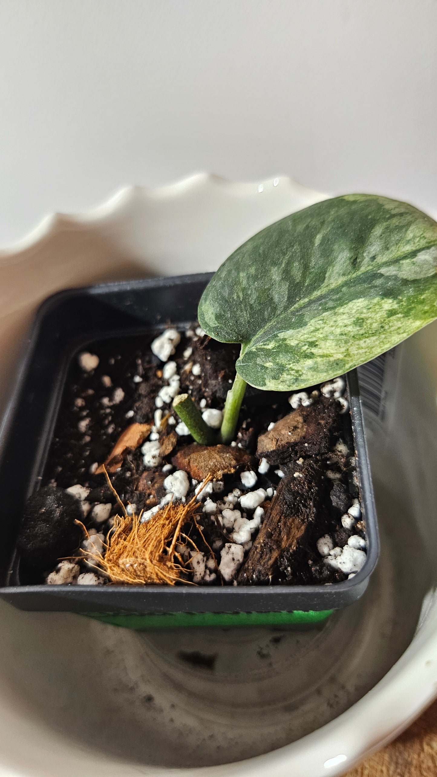 Scindapsus Silver Cloud mutation (SCI-999)