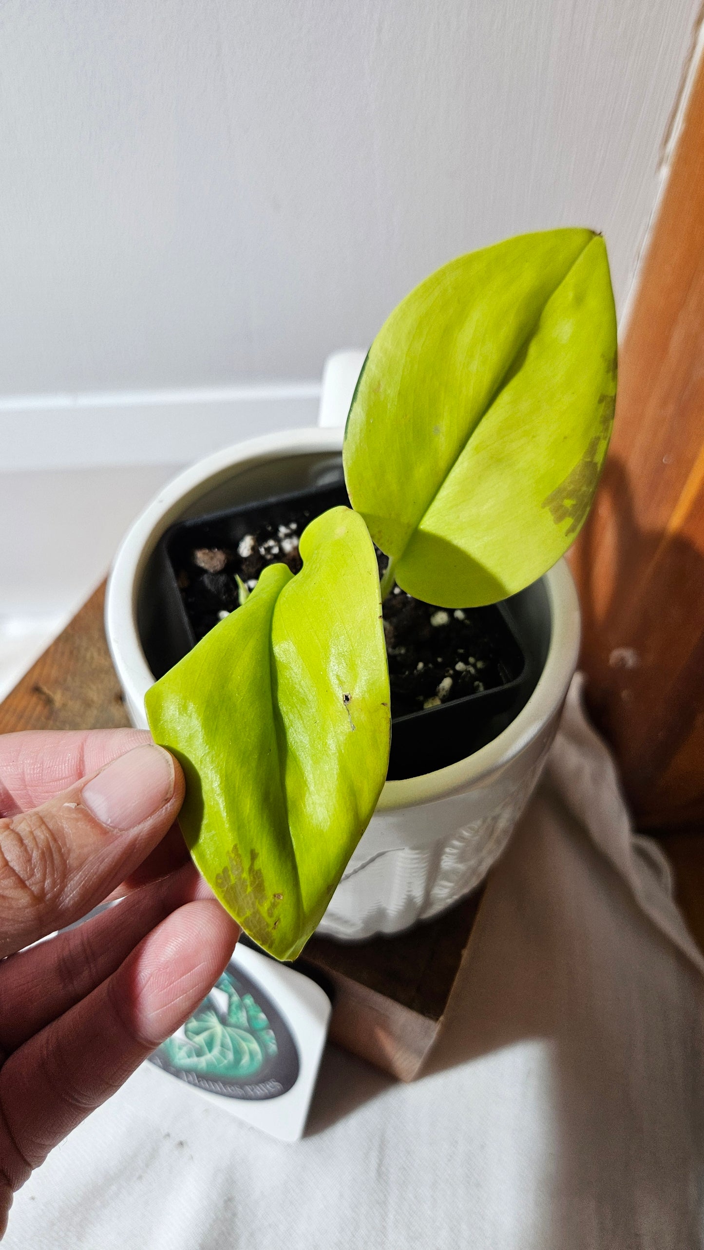 Scindapsus Moonlight Lemon (SCI-1317)