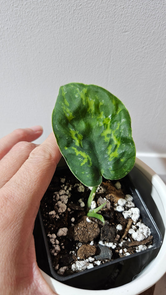 Scindapsus Macan (SCI-1269)