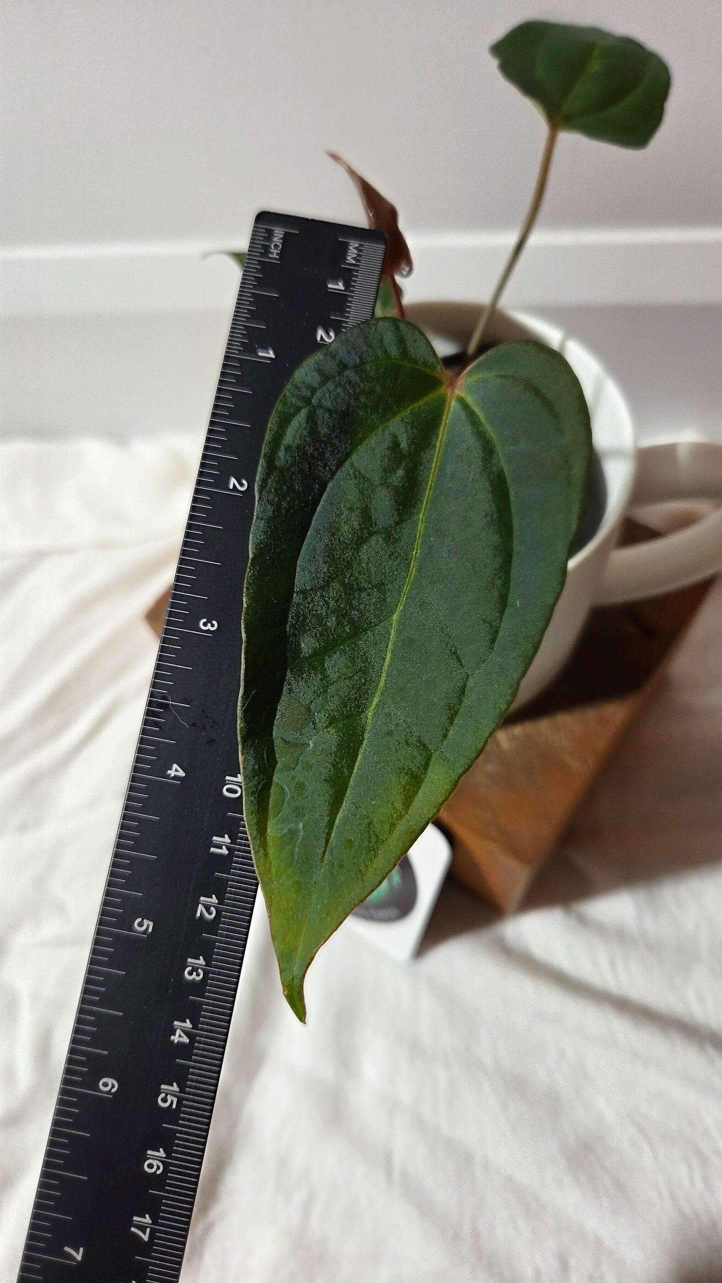 Anthurium Xone × Getafix "format PETIT" (ANT-651)