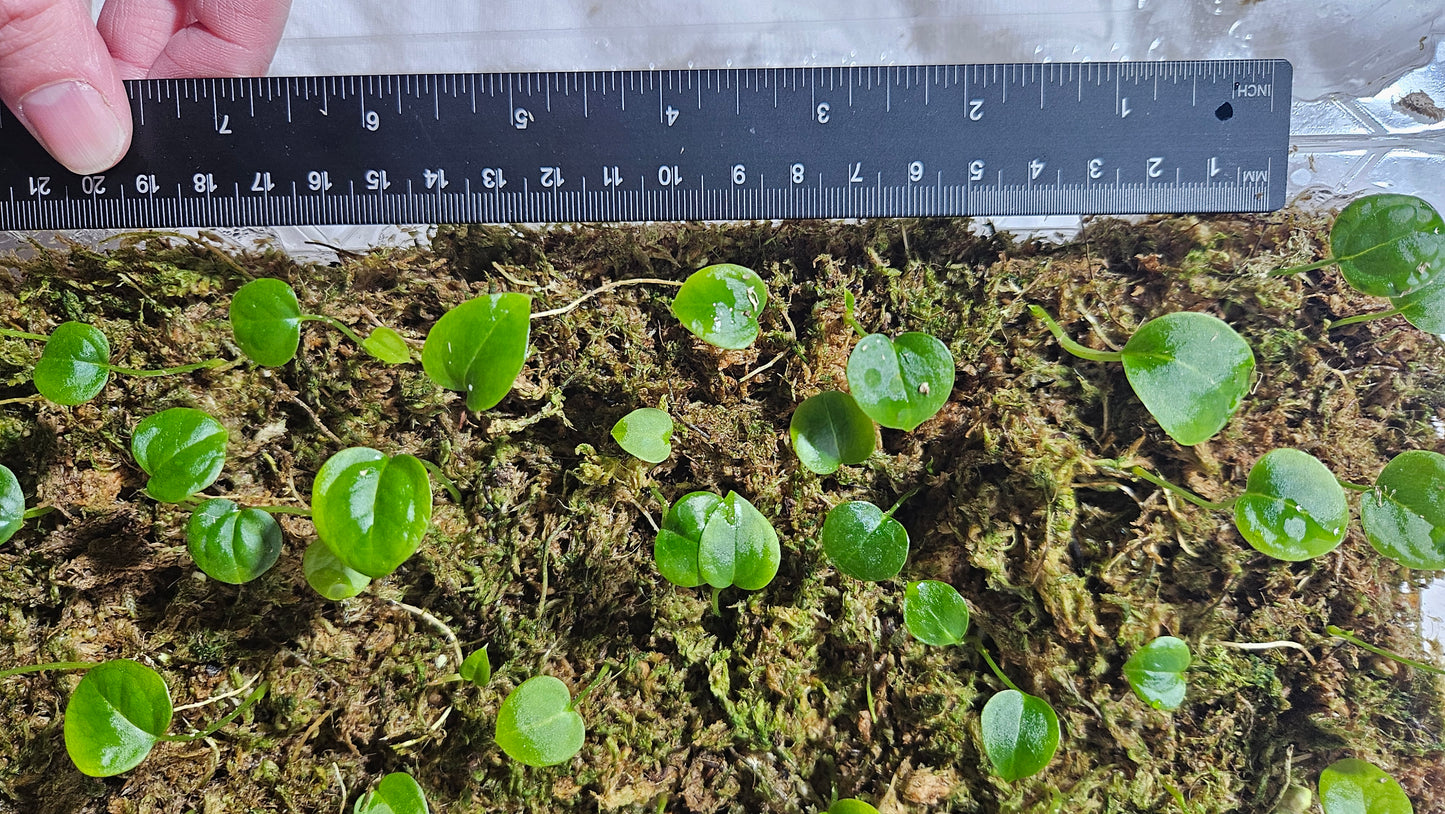 Anthurium Dark Phoenix X Fortsherman "format SEEDLING"