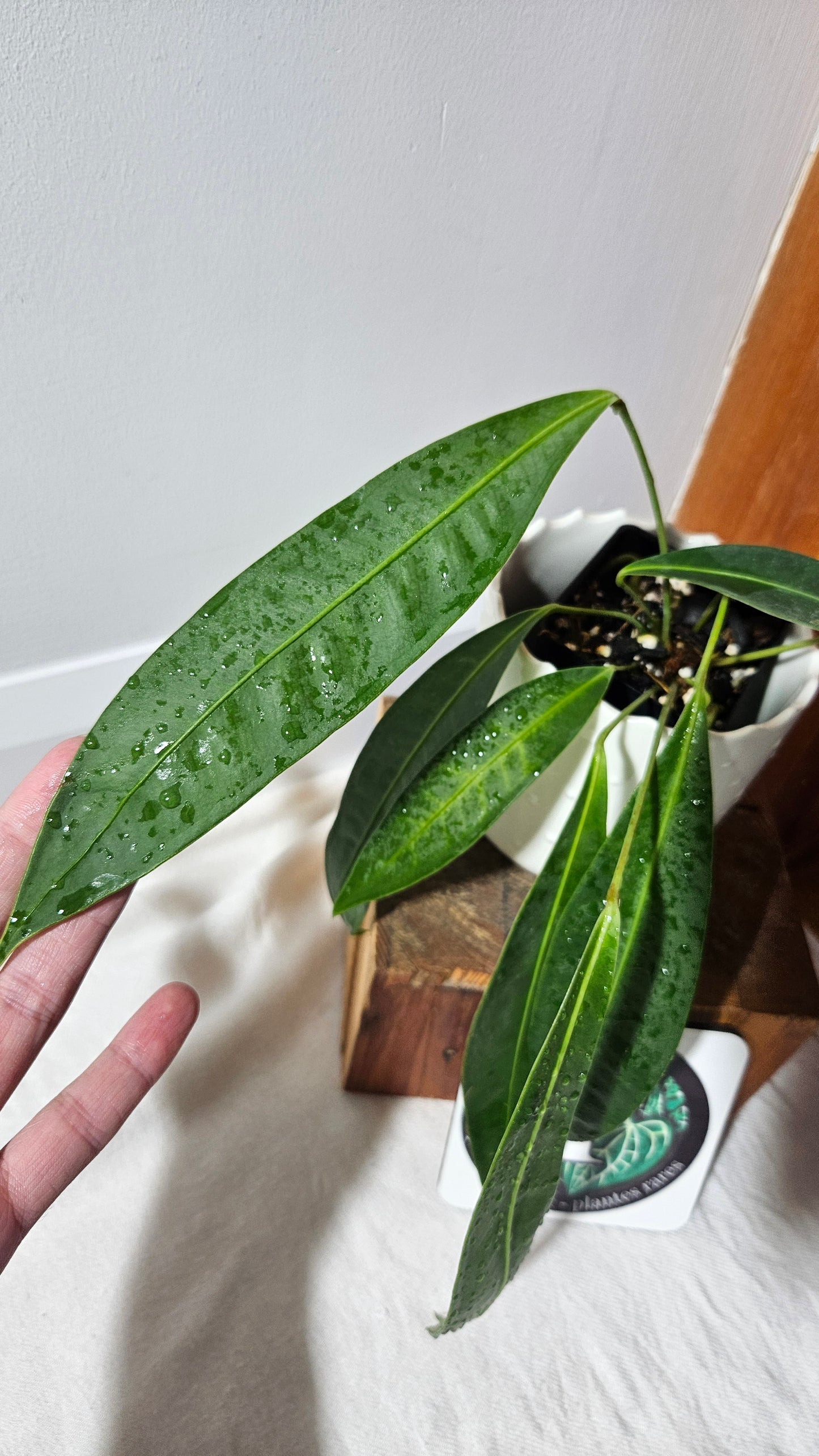 Anthurium Wendlingeri Aff "format MOYEN" (ANT-569)