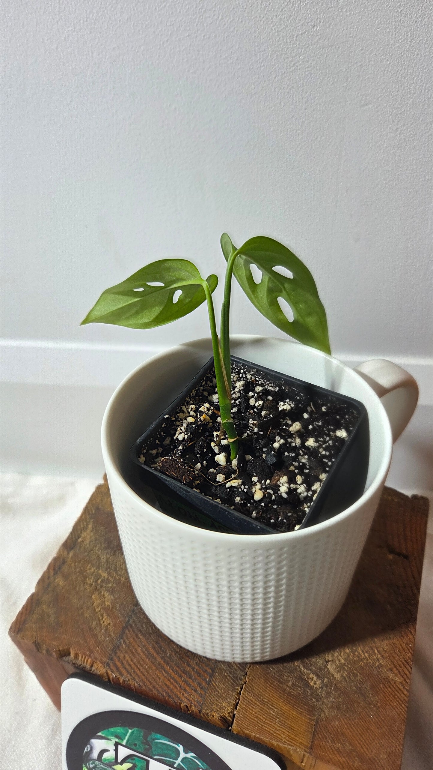 Monstera Obliqua Aff Indanza (MON-527)