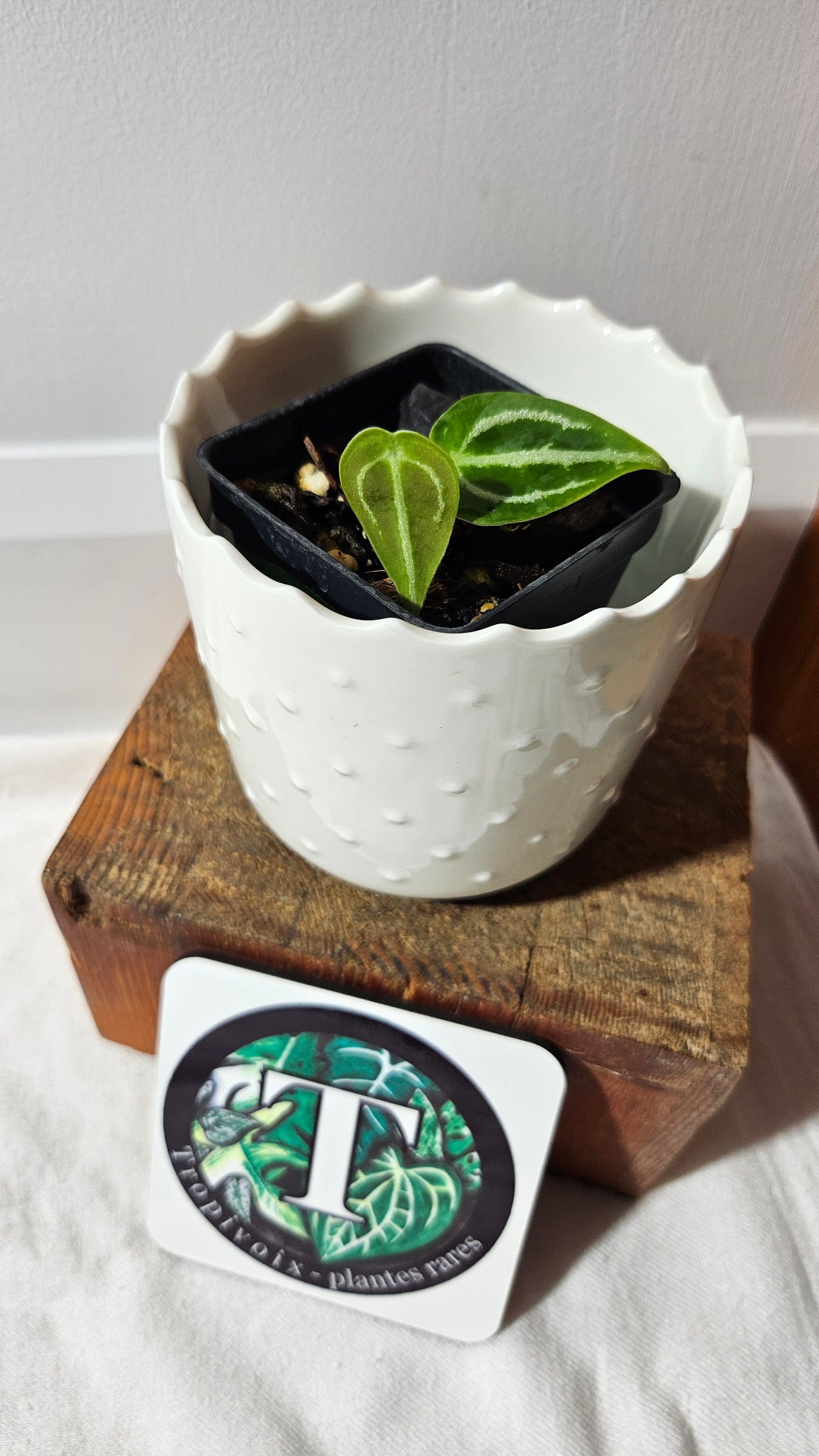 Anthurium Forgetii X Crystallinum Silver Special "format SEEDLING" (ANT-175)