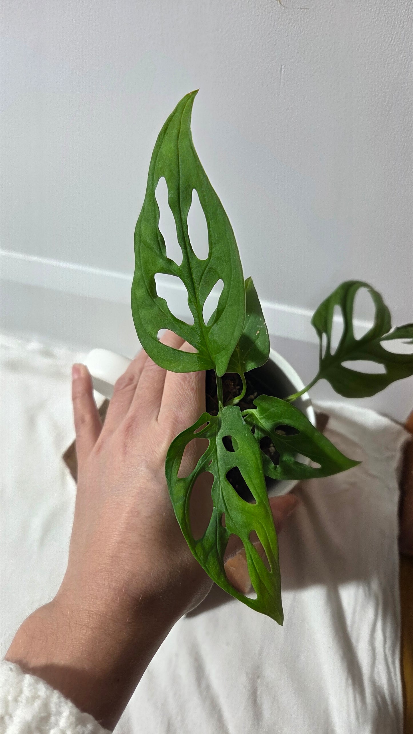 Monstera Obliqua aff La Bonita (MON-525)