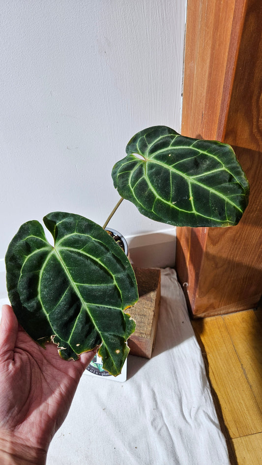 Anthurium Besseae Aff Super Round "MEDIUM Format" (ANT-207)