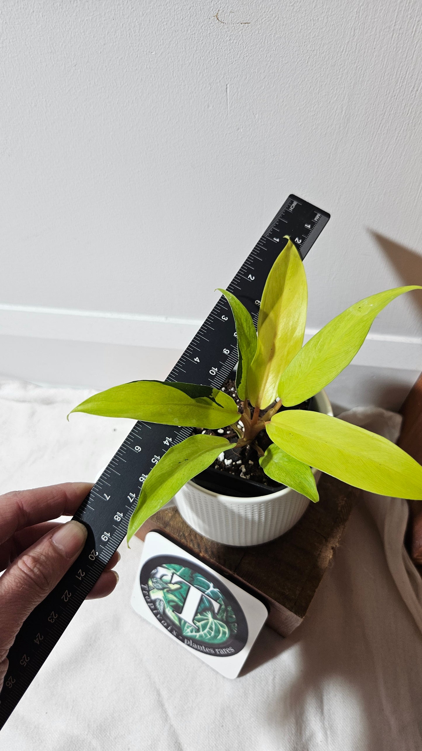 Philodendron Thai Sunrise (PHI-952)