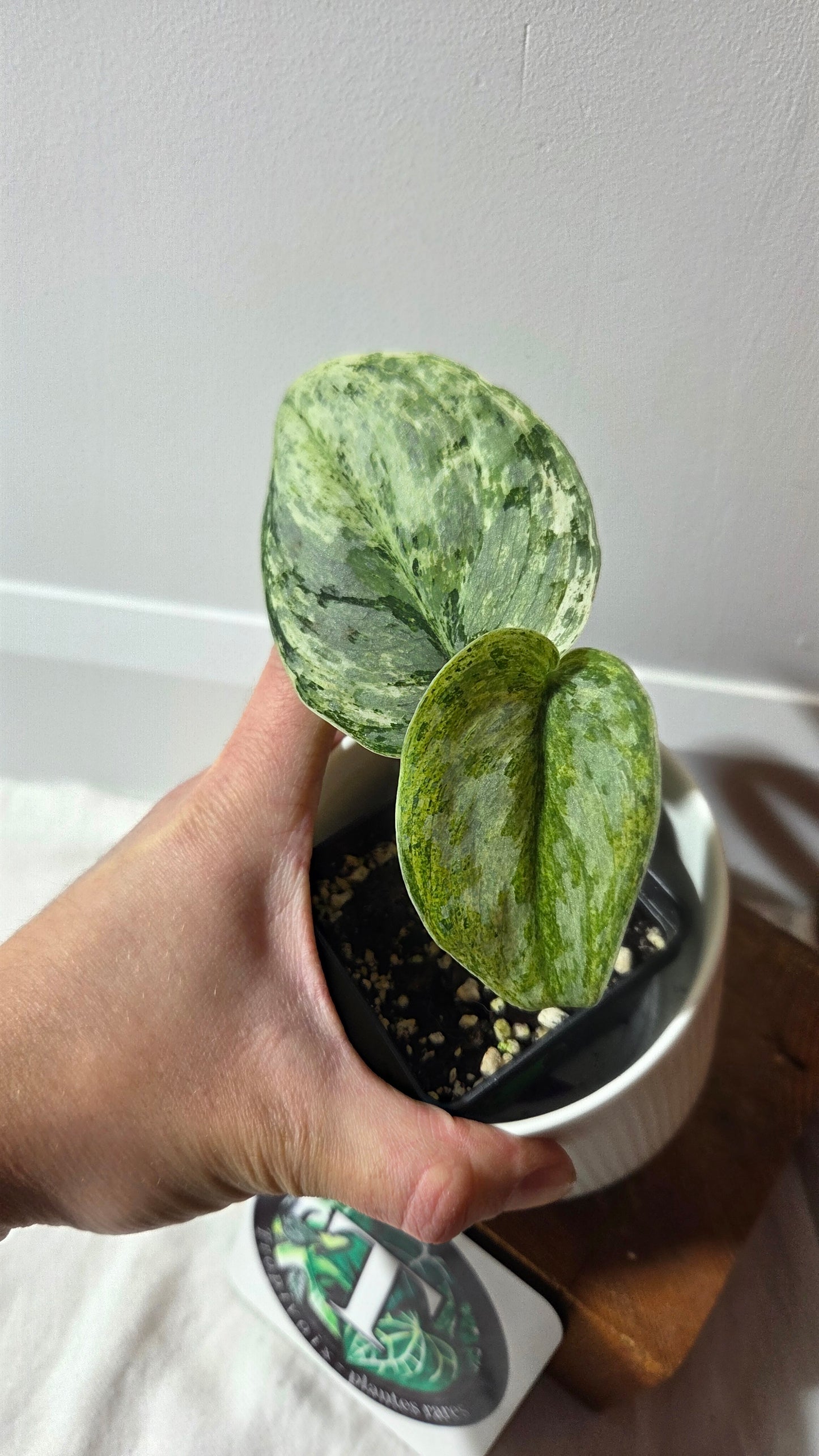 Scindapsus Peasun (SCI-1354)