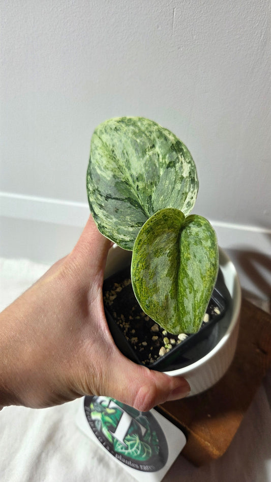 Scindapsus Peasun (SCI-1354)