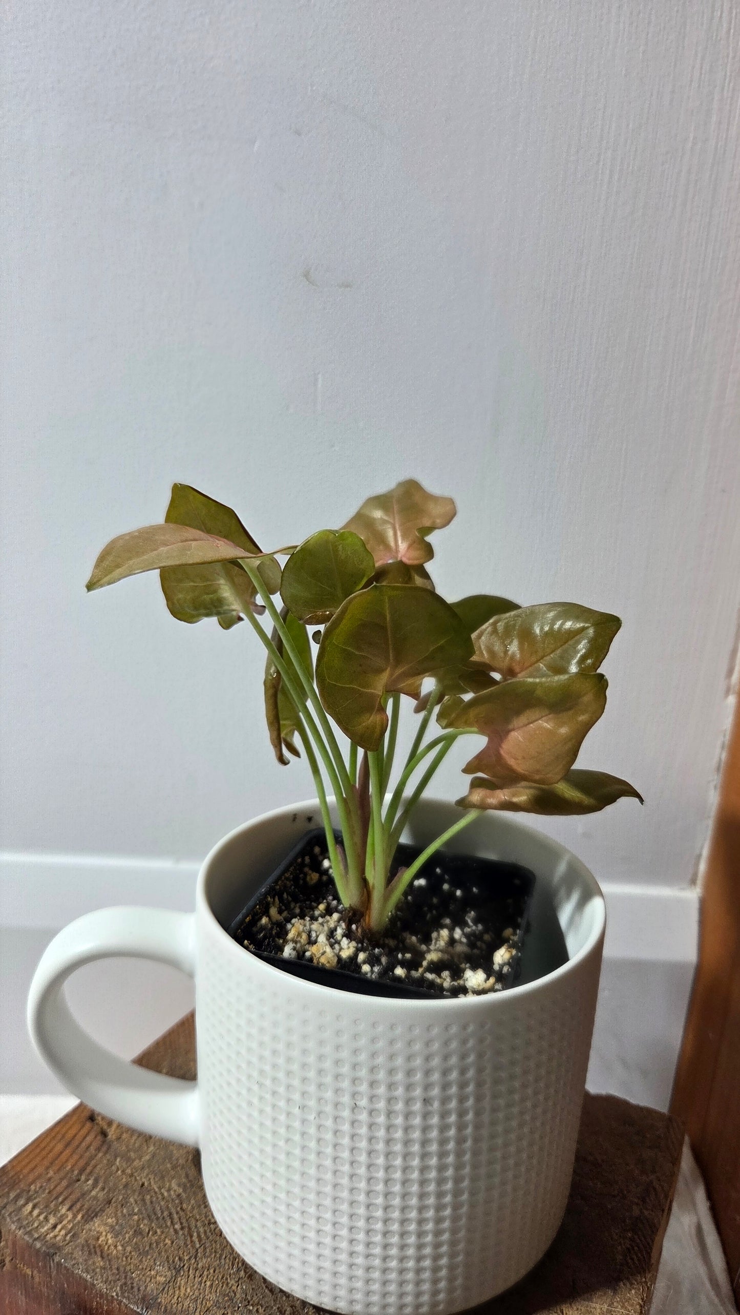 Syngonium Pink Neon Robusta (SYN-496)