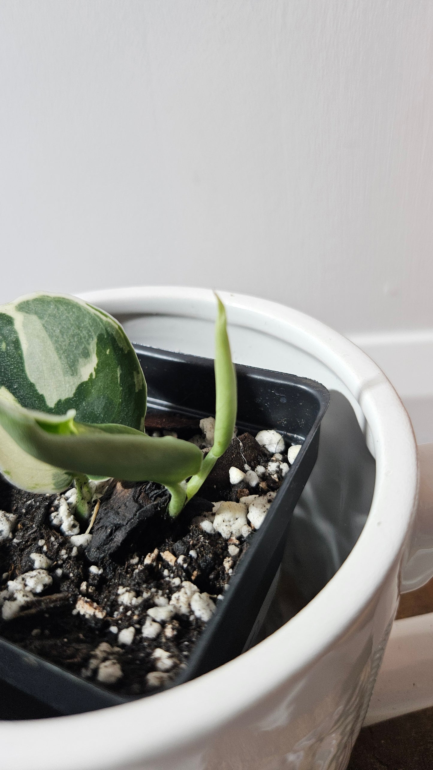 Scindapsus Bunaken (SCI-1291)