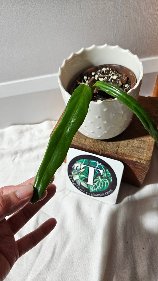 Philodendron Élégant (d'équateur)(PHI-891)