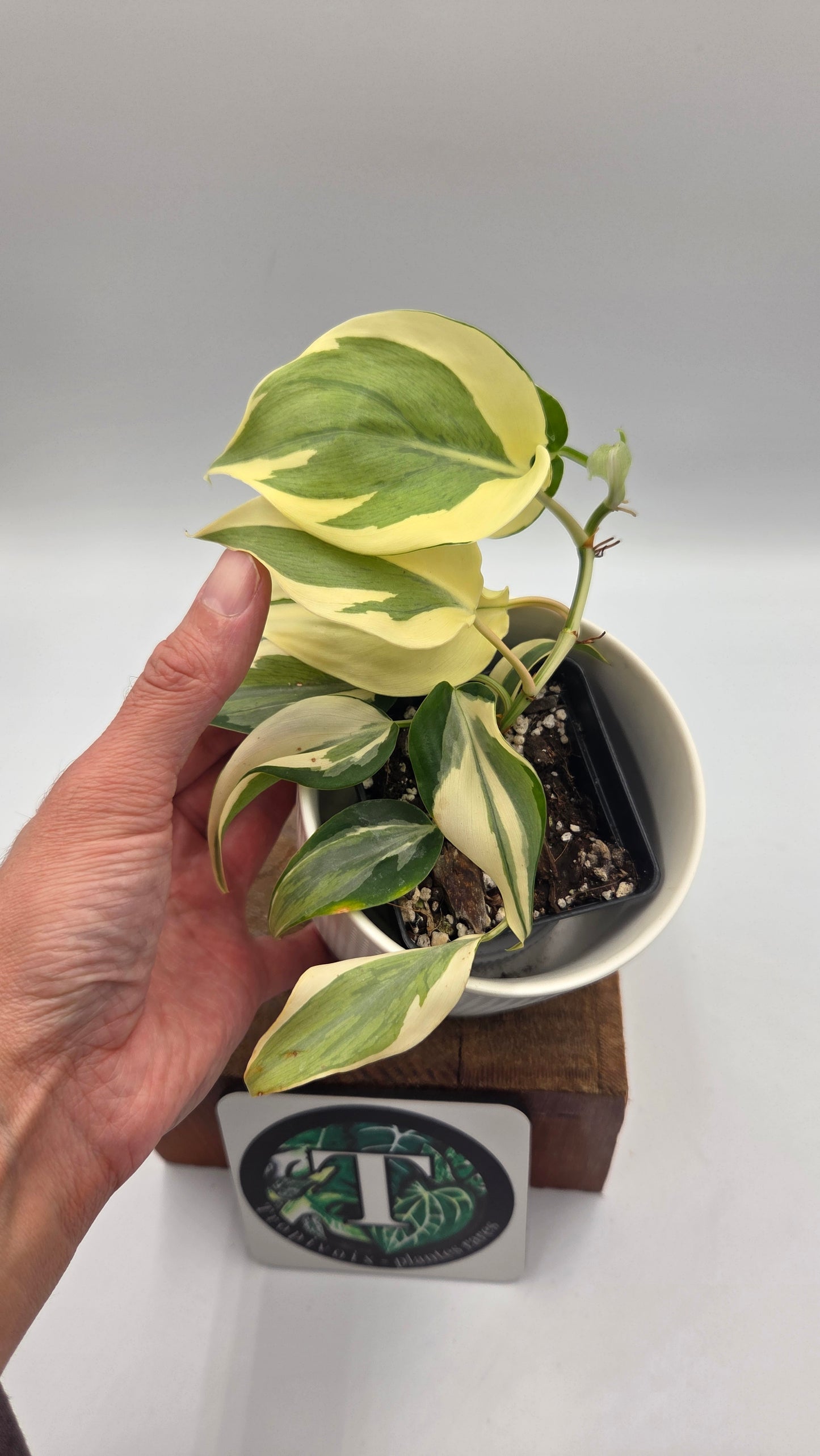 Philodendron Hederaceum Rio (PHI-805)