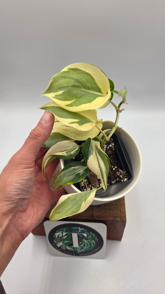 Philodendron Hederaceum Rio (PHI-805)