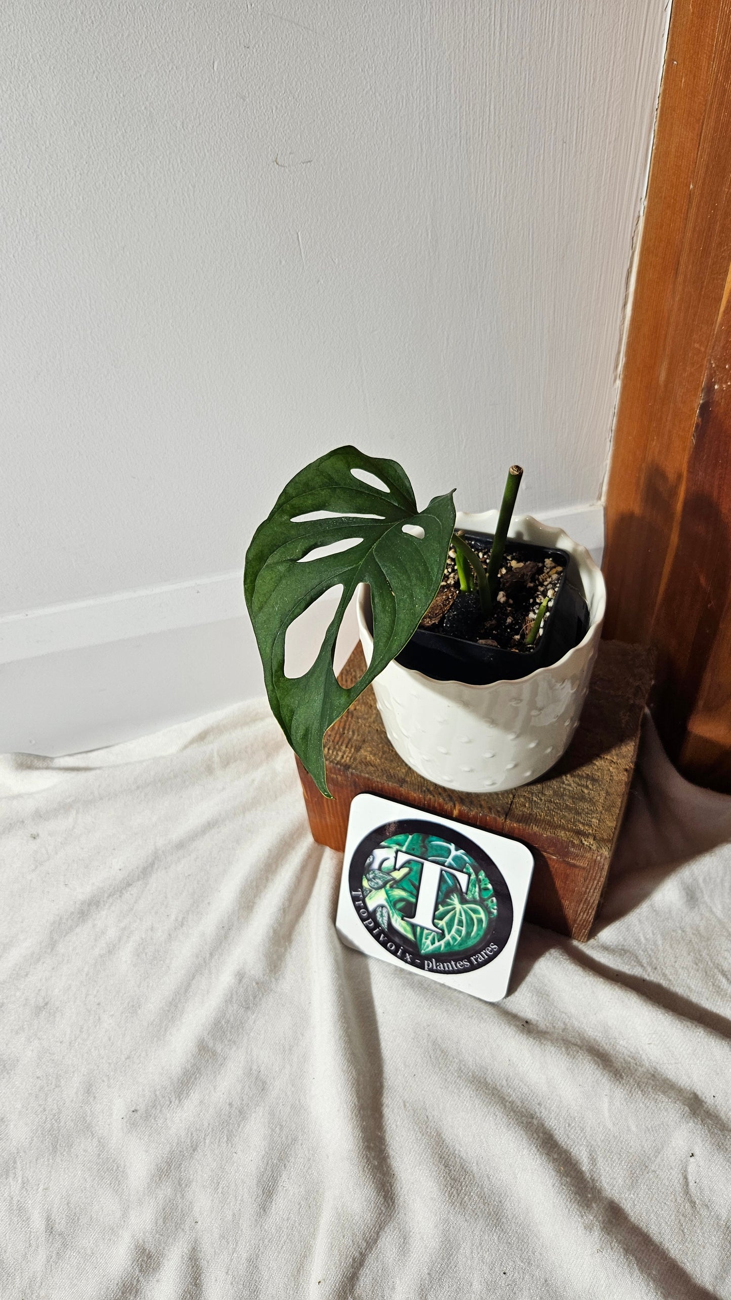 Monstera Obliqua Aff Patchicutza (MON-403)