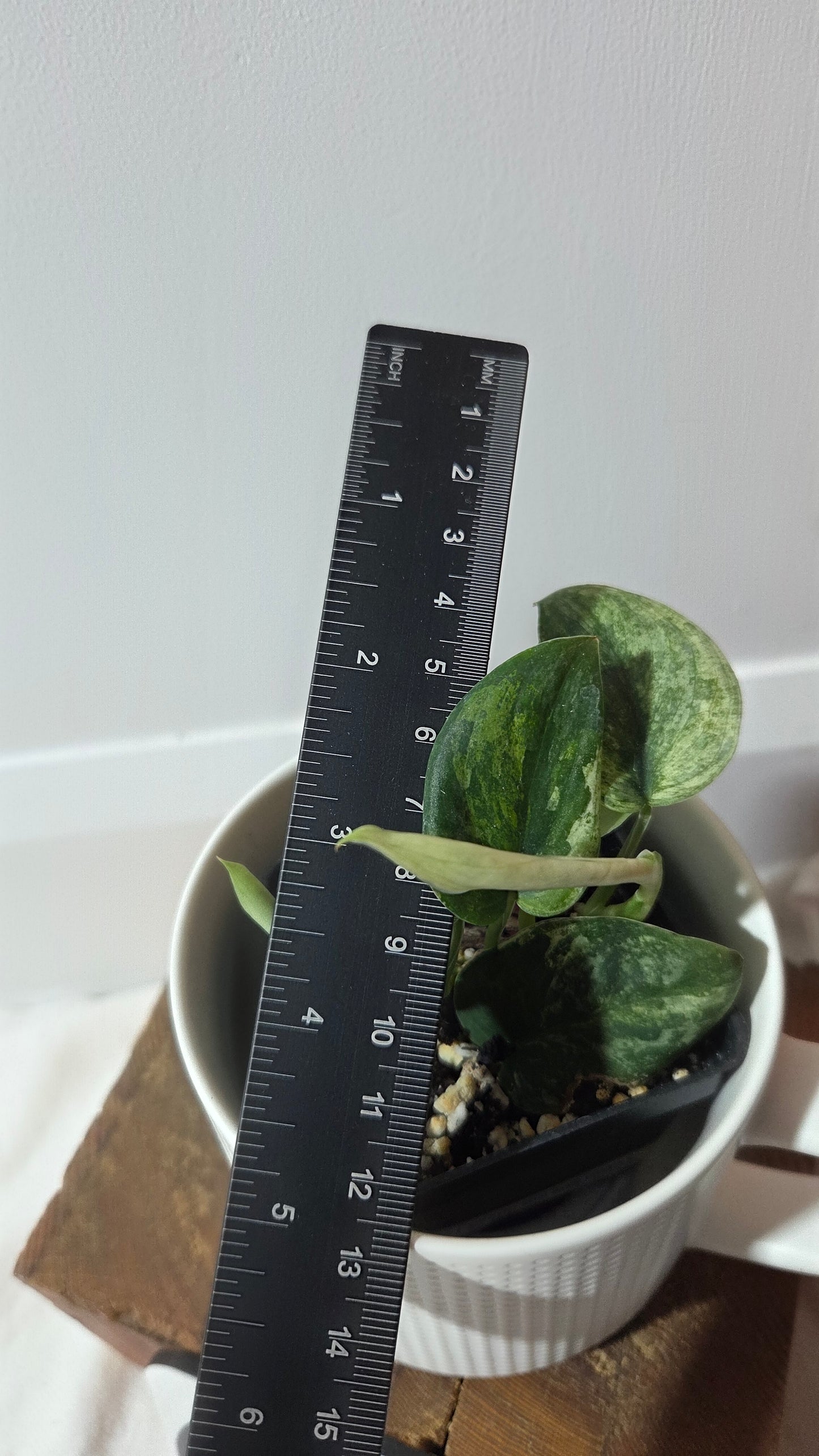 Scindapsus Silver Splash Tricolore (SCI-1418)