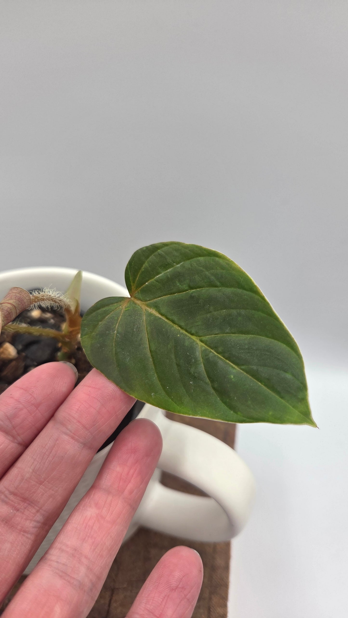 Philodendron Verrucosum Titanium (PHI-807)