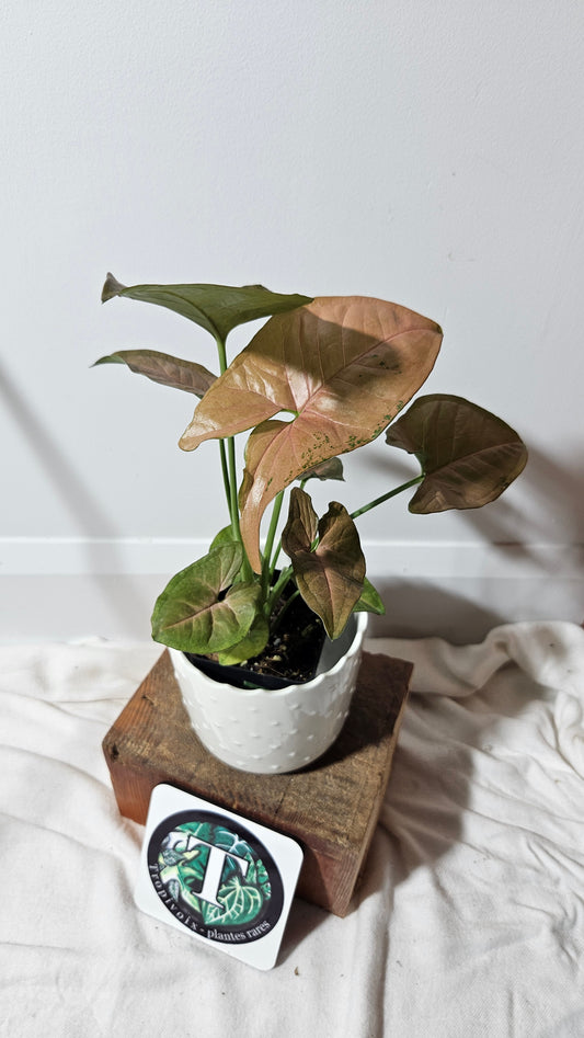 Syngonium Pink Flecked (SYN-247)