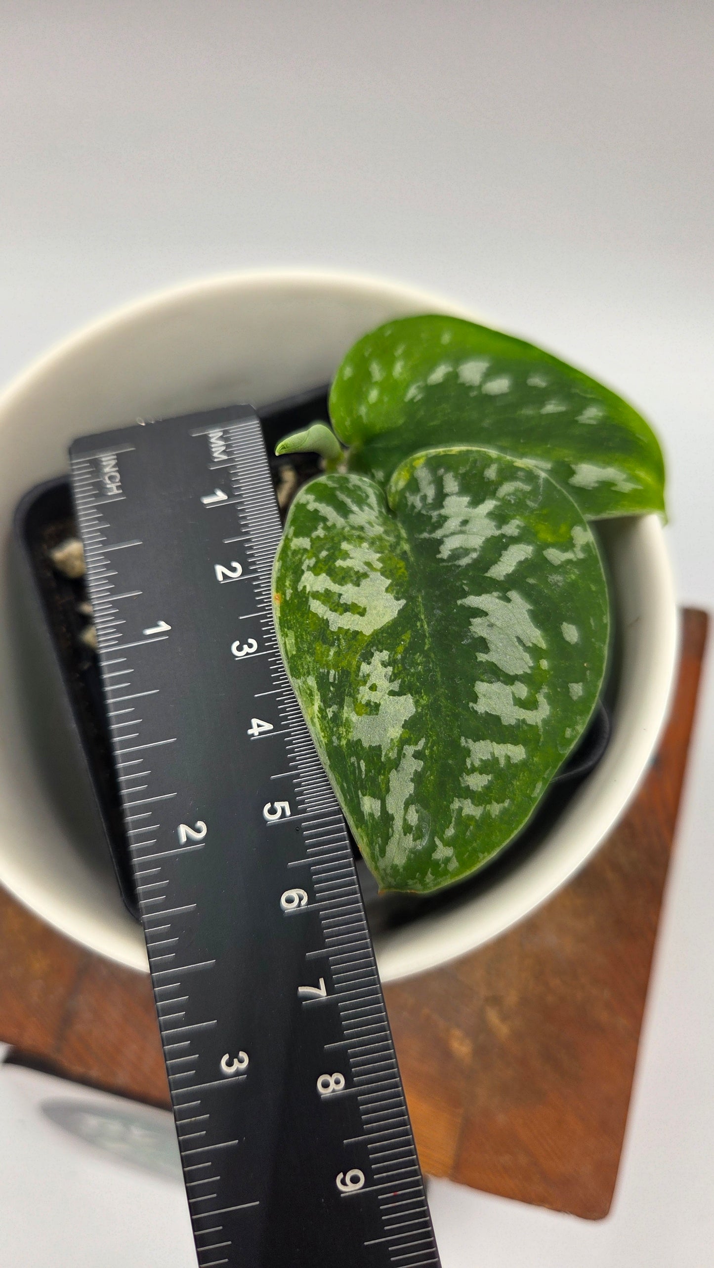 Scindapsus Argyraeus Albo (SCI-1483)