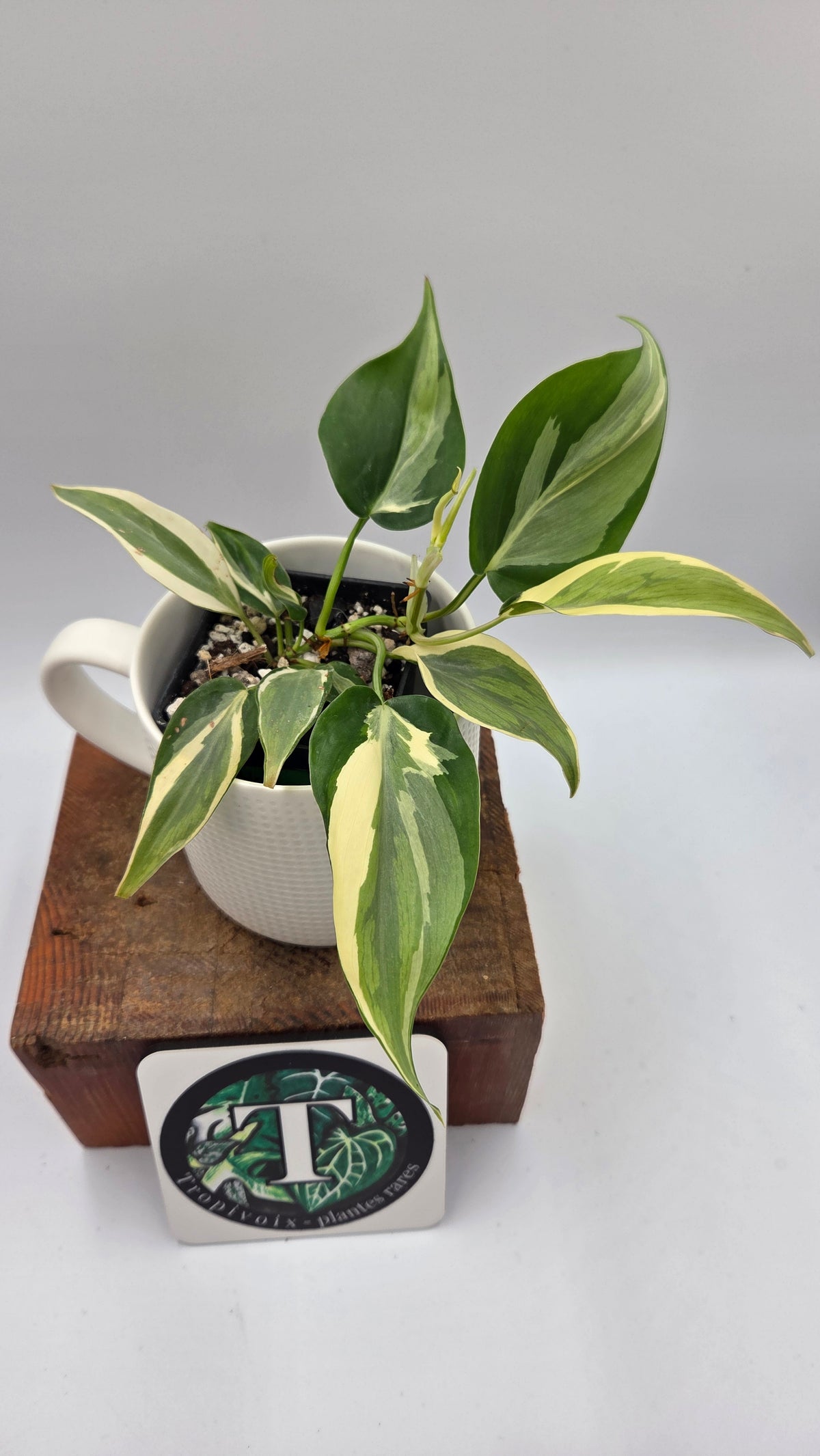Philodendron Hederaceum Rio (PHI-1107)