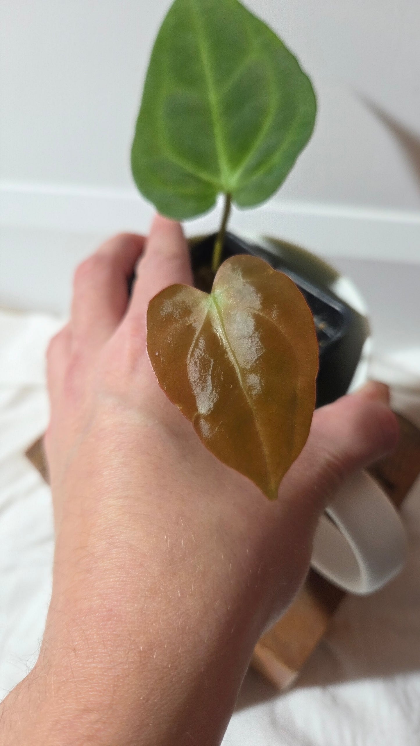 Anthurium  Papillilaminum Hybrid "format PETIT" (ANT-664)