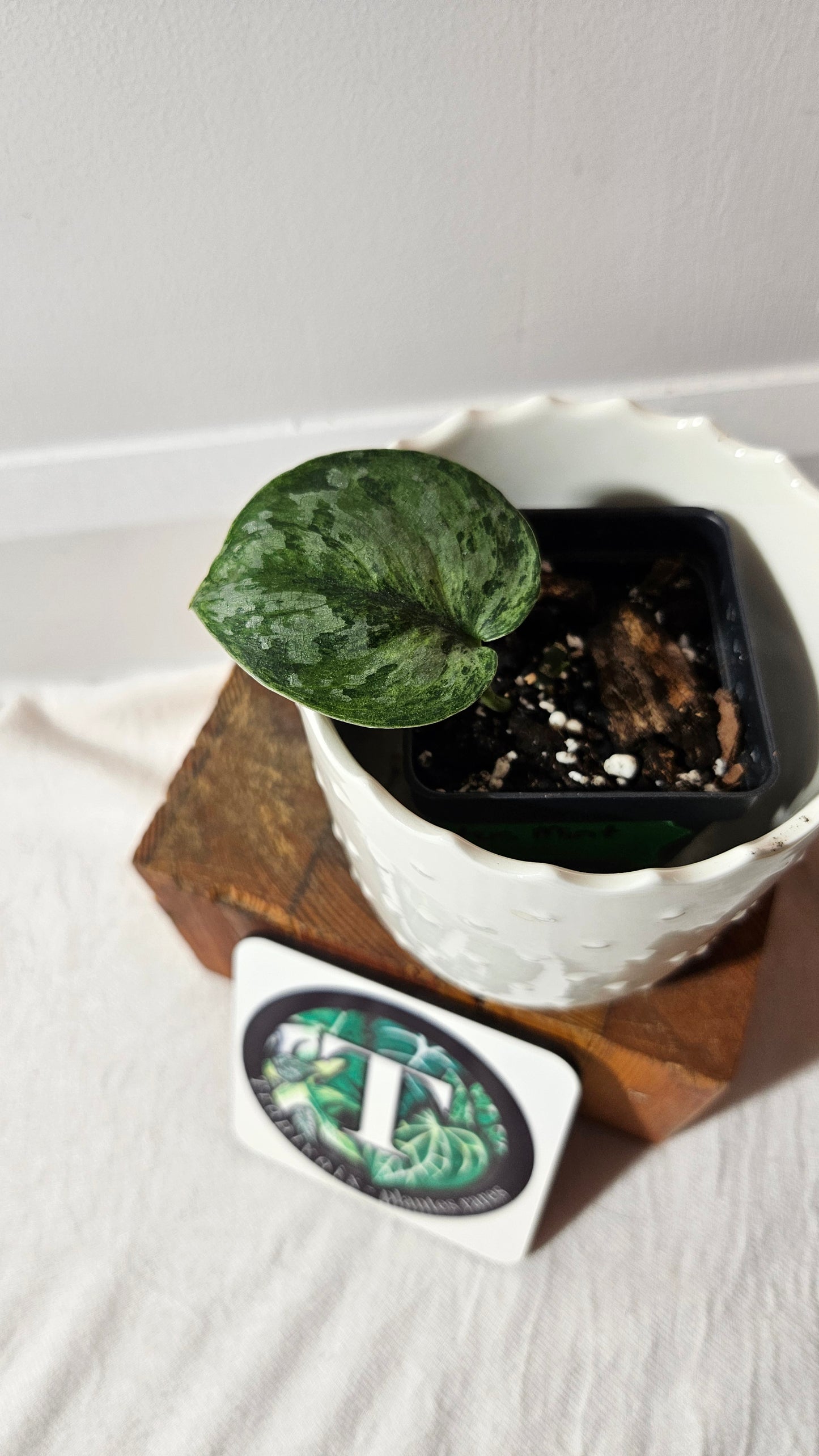 Scindapsus Exotica Pictus mint (SCI-972)
