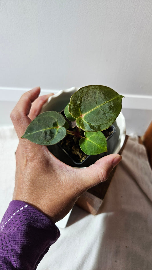 Anthurium Dressleri "format PETIT" (ANT-464)