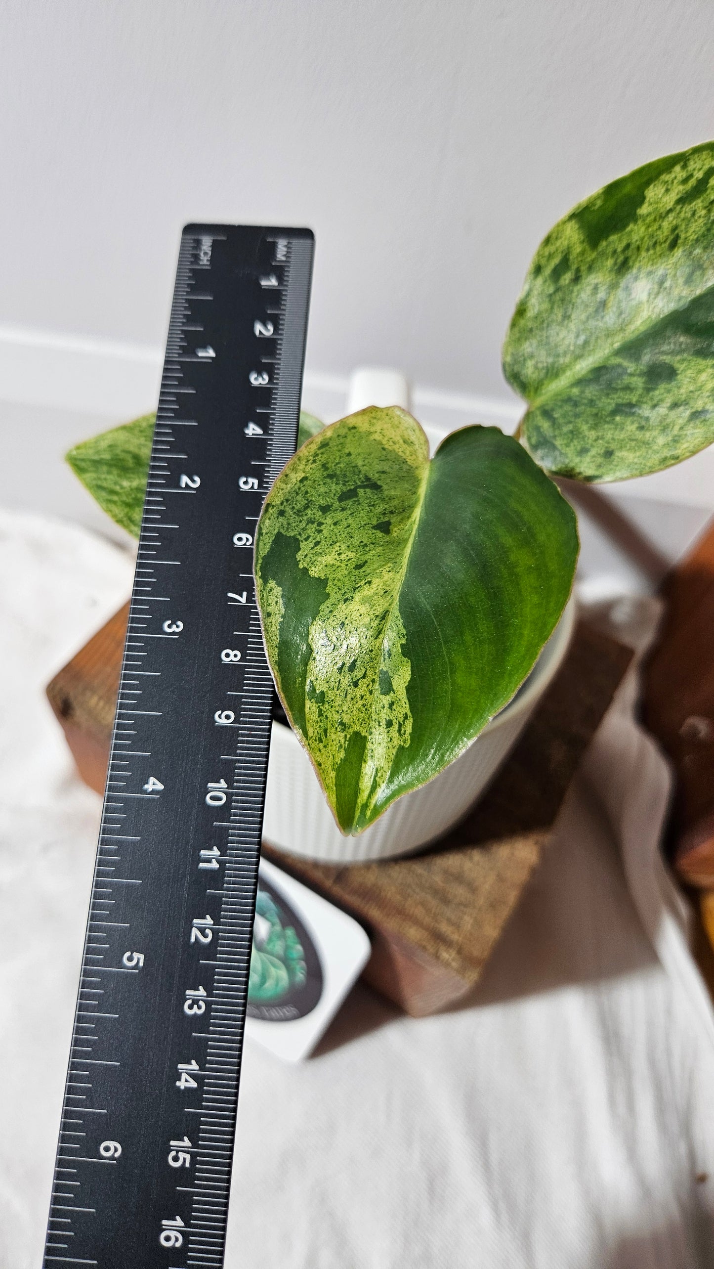 Philodendron BurleMarx Variegata  X Paraiso Verde (PHI-945)