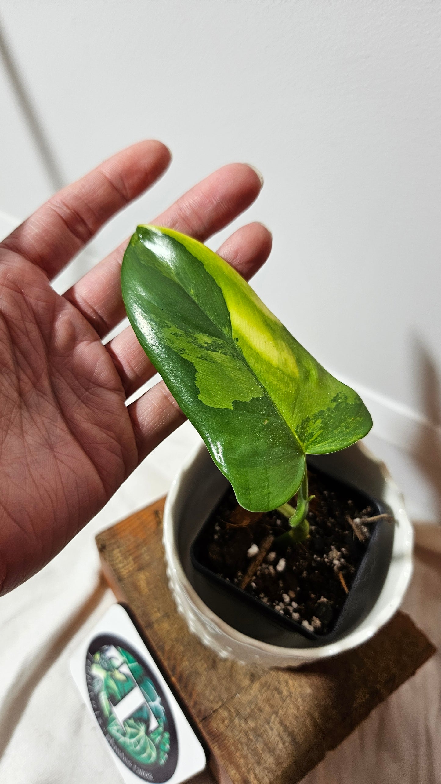 Philodendron Violin Variegata (PHI-581)