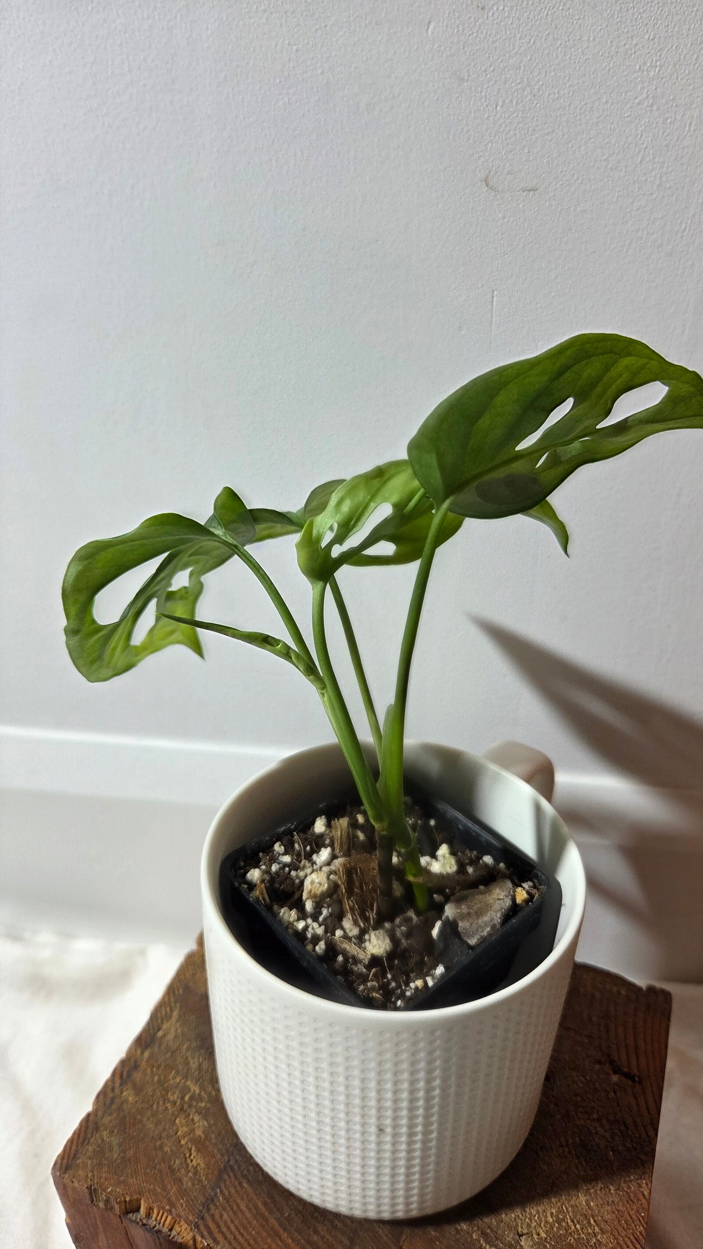 Monstera Obliqua Aff Canelos (MON-505)