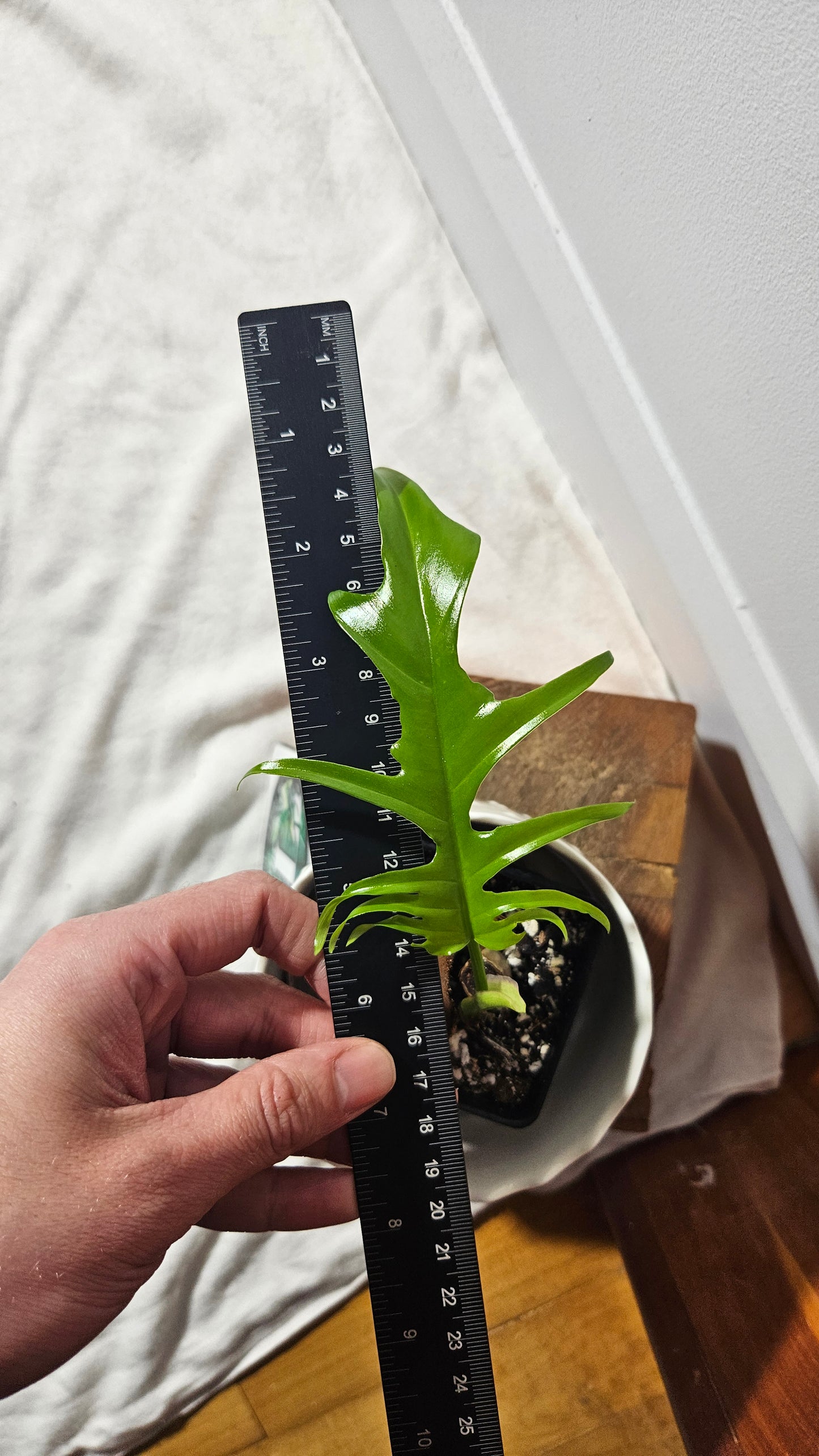 Philodendron Florida Beauty X Tortum REVERT(PHI-759)
