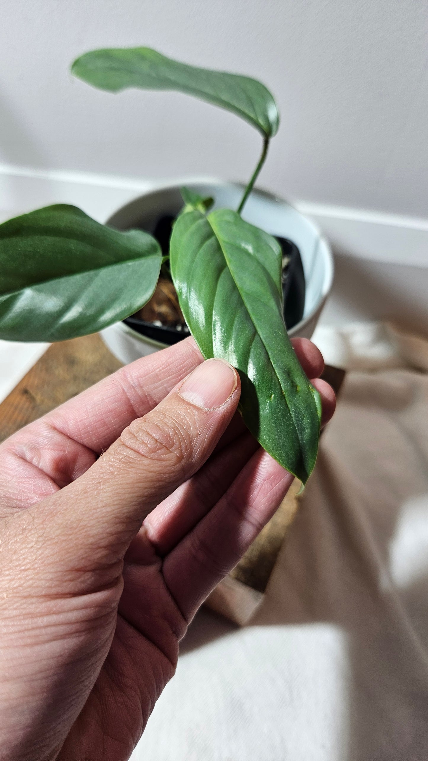 Philodendron Genevievianum Platinum(PHI-522)