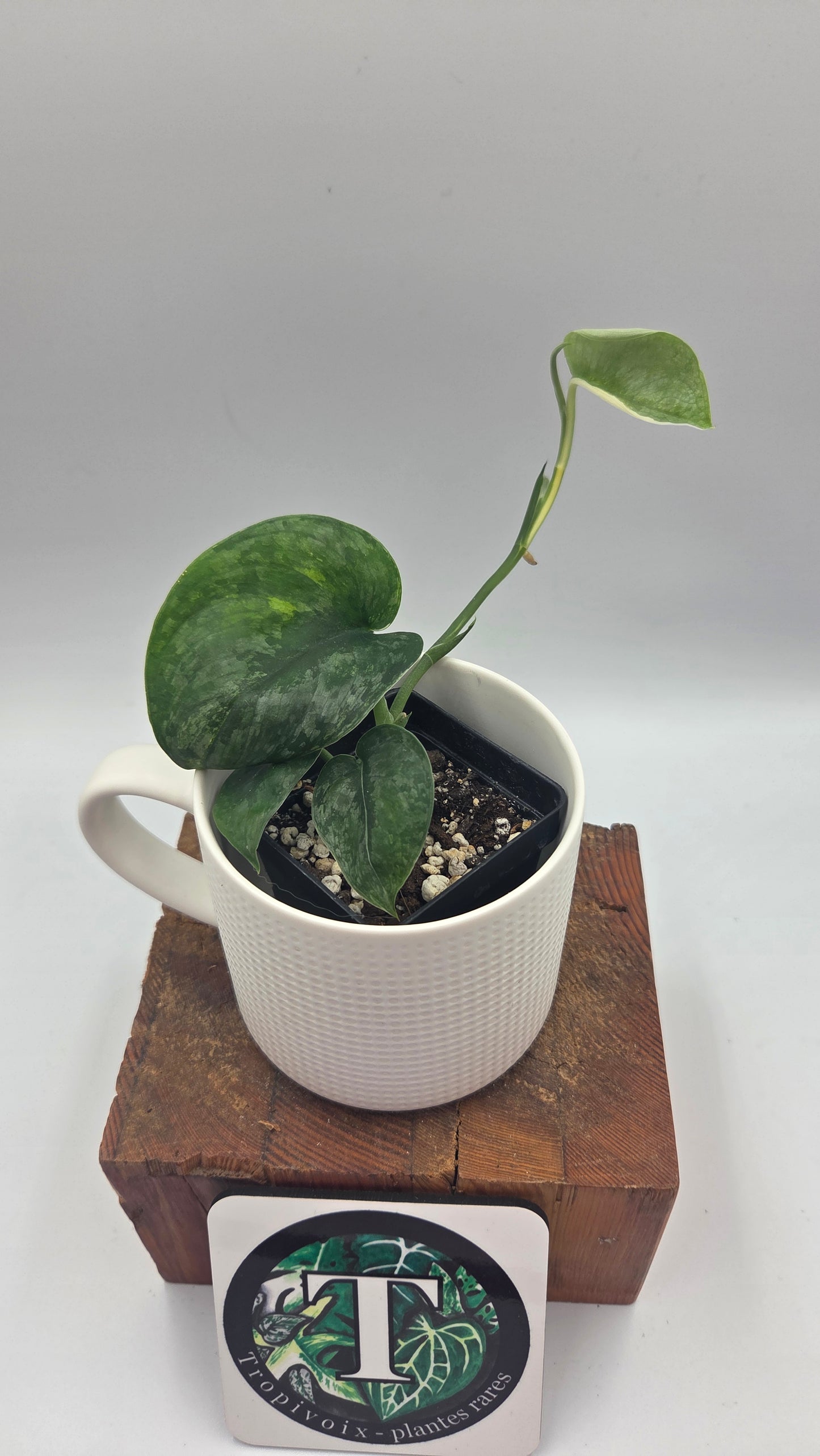 Scindapsus Silver Tattoo Variegata (SCI-1093)